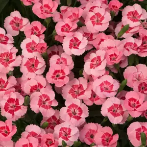 Dianthus 'Peach Party'